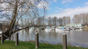 Boats rest in the calm of Ladner Harbour